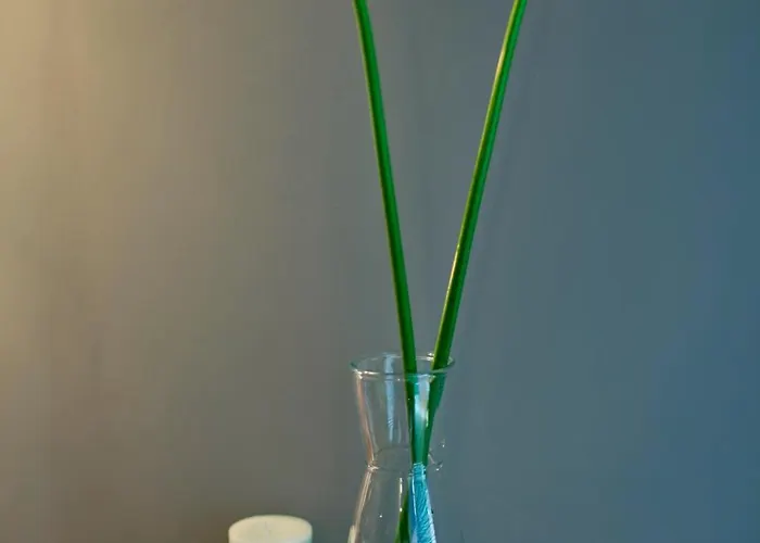 Wsrod Drzew Ii דירה גדנסק